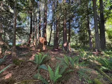 Loft / Bonus Room Photo of Lot A Sechelt Inlet Road, Sechelt, BC