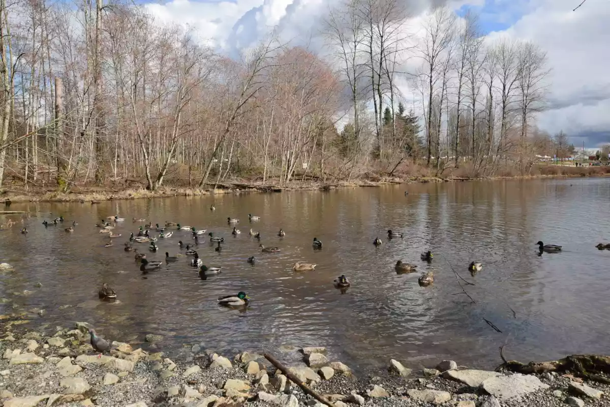 Entry Foyer Photo of 1105 1180 Pinetree Way, Coquitlam, BC