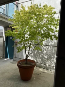 Kitchen Photo of 311 1630 W 1st Avenue, Vancouver, BC