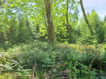 Loft / Bonus Room Photo of LOT I Cotton Bay Road, Gambier Island, BC