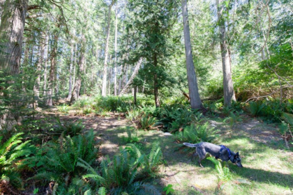 Neighborhood Park Photo Near 370 Maple Drive, Mayne Island, BC