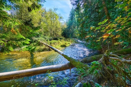 Backyard Photo of 12680 239 Street, Maple Ridge, BC