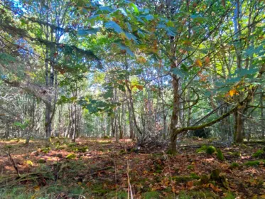 Exterior Rear Photo of Lot 17 Dl 71 Bodega Beach Drive, Galiano Island, BC