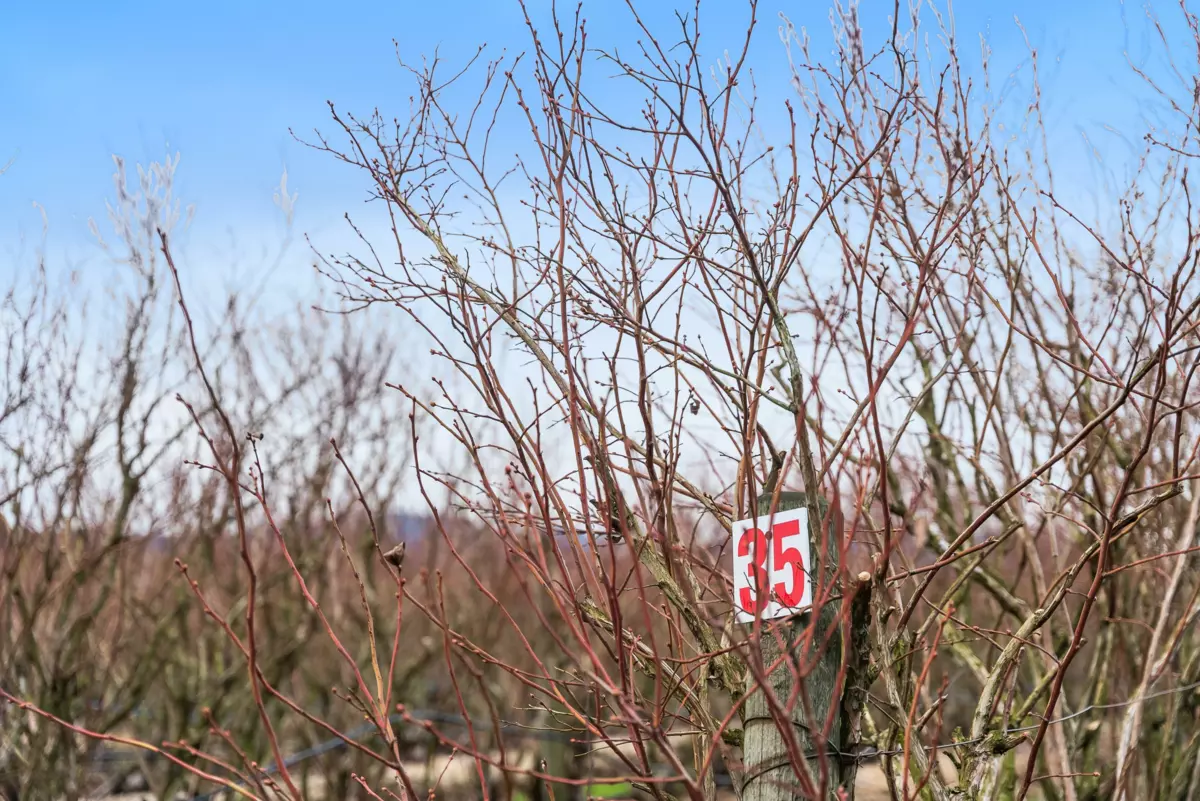 Pantry Photo of 6209 Little Street, Abbotsford, BC