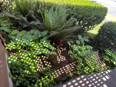Backyard Photo of 507 Cambridge Way, Port Moody, BC