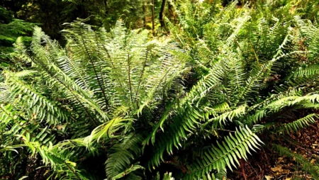 2070 Cape Drive, Bowen Island, BC, Bowen Island — Land for sale