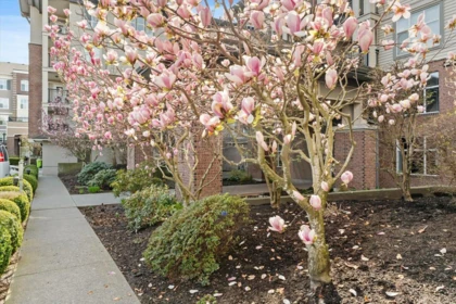 Front Yard Photo of 207 8955 Edward Street, Chilliwack, BC