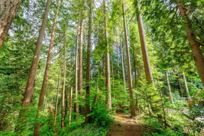 Garden / Landscaping Photo of 18 Deerwood Place, Port Moody, BC