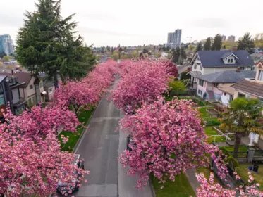 Garden / Landscaping Photo of 111 E 61st Avenue, Vancouver, BC
