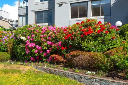 Garden / Landscaping Photo of 701 1341 Clyde Avenue, West Vancouver, BC