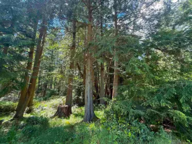 Backyard Photo of 448 Burrill Road, Galiano Island, BC