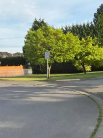 Backyard Photo of 6433 121a Street, Surrey, BC