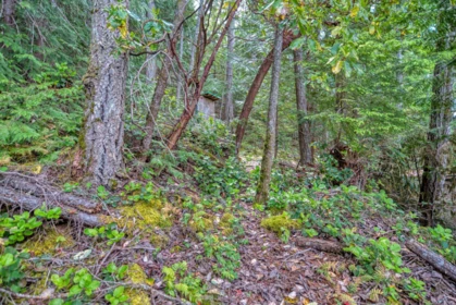 Backyard Photo of 6761 Sandy Hook Trail, Sechelt, BC