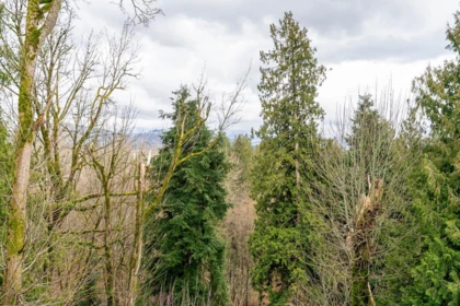 Front Yard Photo of 30 3380 Gladwin Road, Abbotsford, BC
