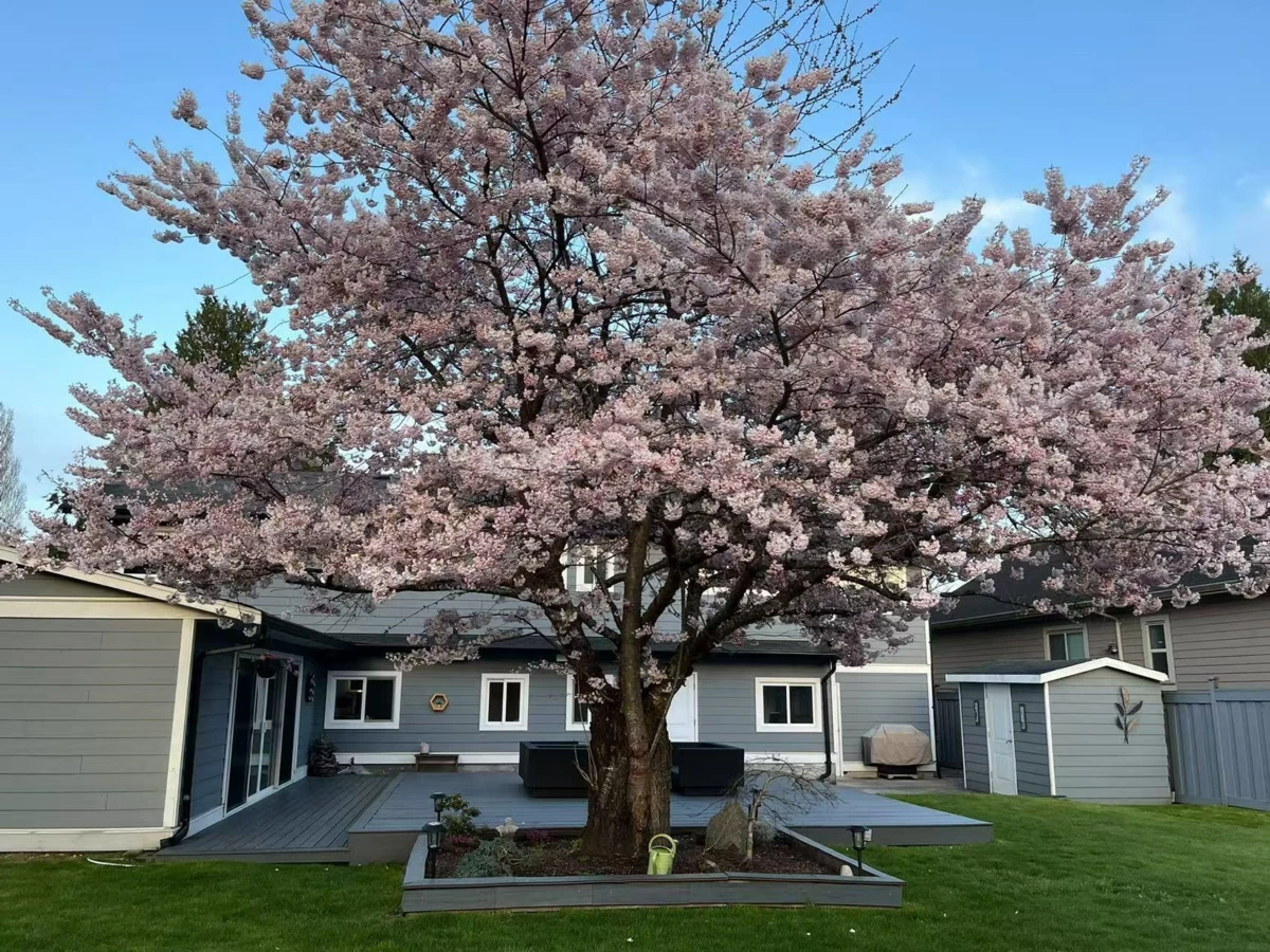 Street View Photo of 971 51a Street, Delta, BC