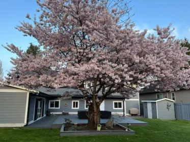 Street View Photo of 971 51a Street, Delta, BC