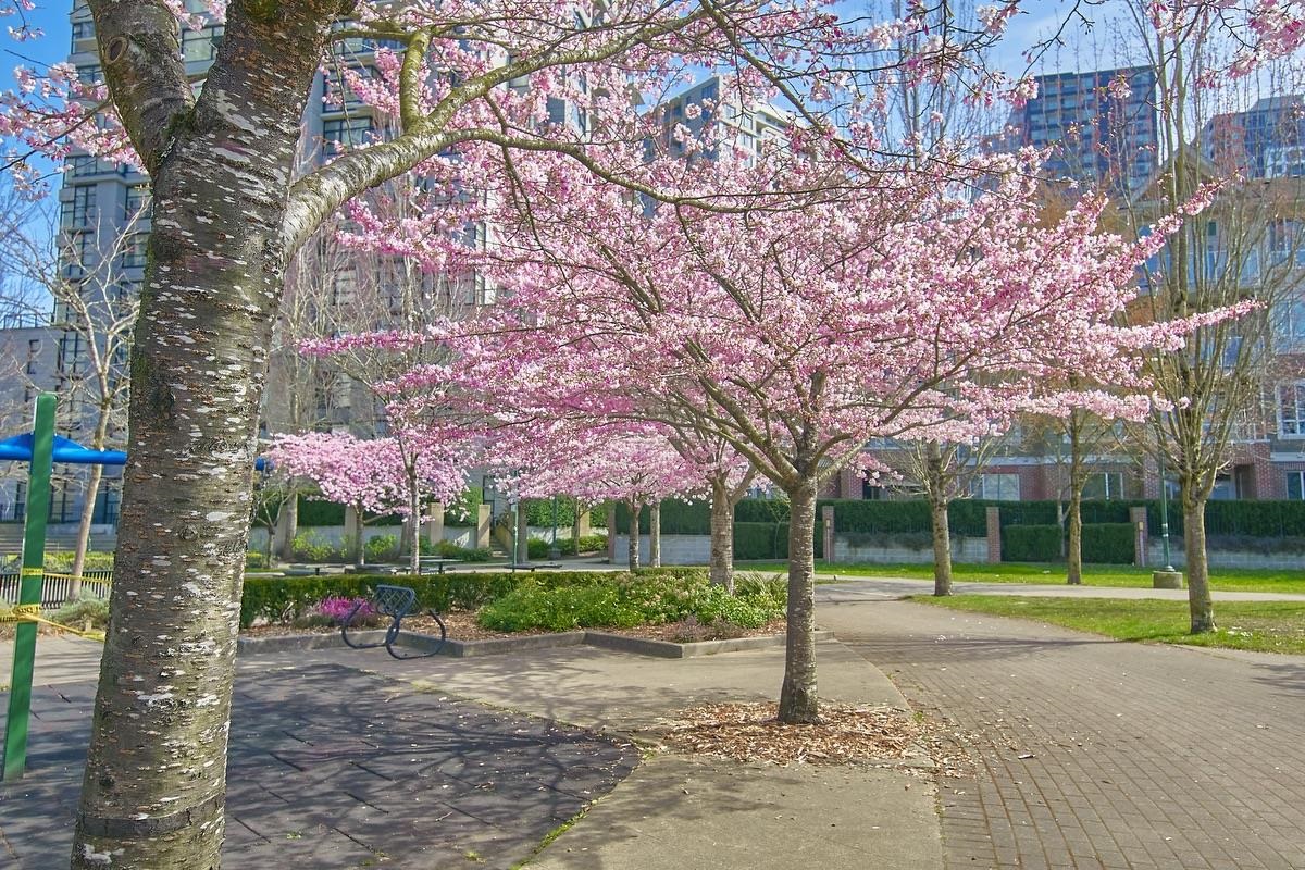 Basement Recreation Room Photo of 318 3638 Vanness Avenue, Vancouver, BC