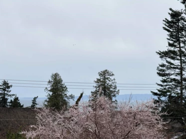 Street View Photo of 13512 14 Avenue, White Rock, BC