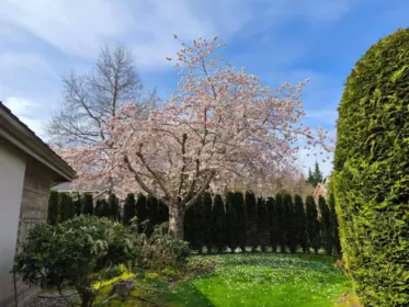 Outdoor Kitchen Photo of 2248 136 Street, Surrey, BC