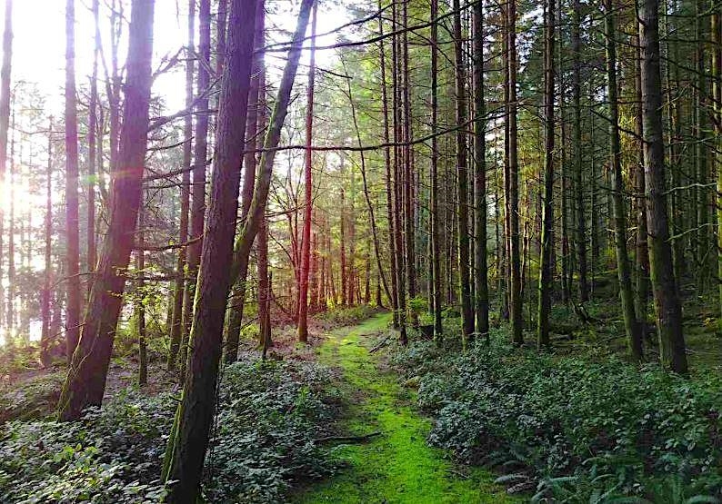 Front Yard Photo of Lot 2 Bodega Beach Drive, Galiano Island, BC