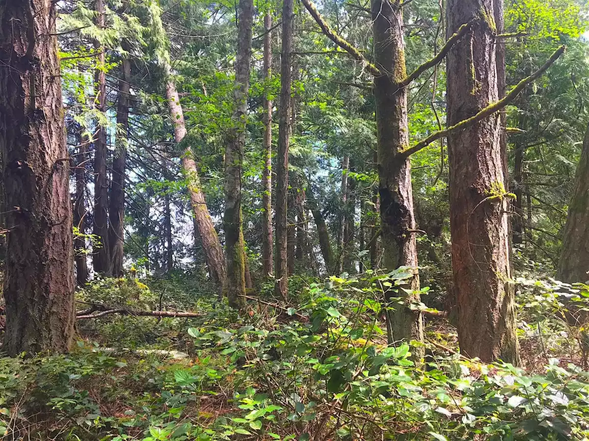 Outdoor Patio Photo of Lot 2 Bodega Beach Drive, Galiano Island, BC