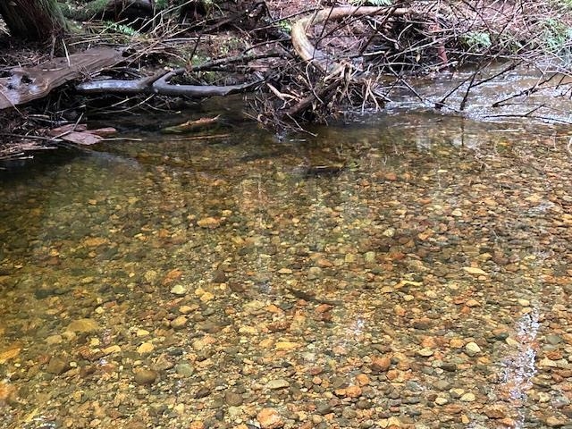 Outdoor Deck Photo of 28316 Dewdney Trunk Road, Maple Ridge, BC