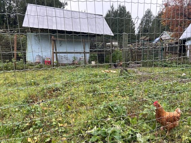 Swimming Pool Photo of 28316 Dewdney Trunk Road, Maple Ridge, BC