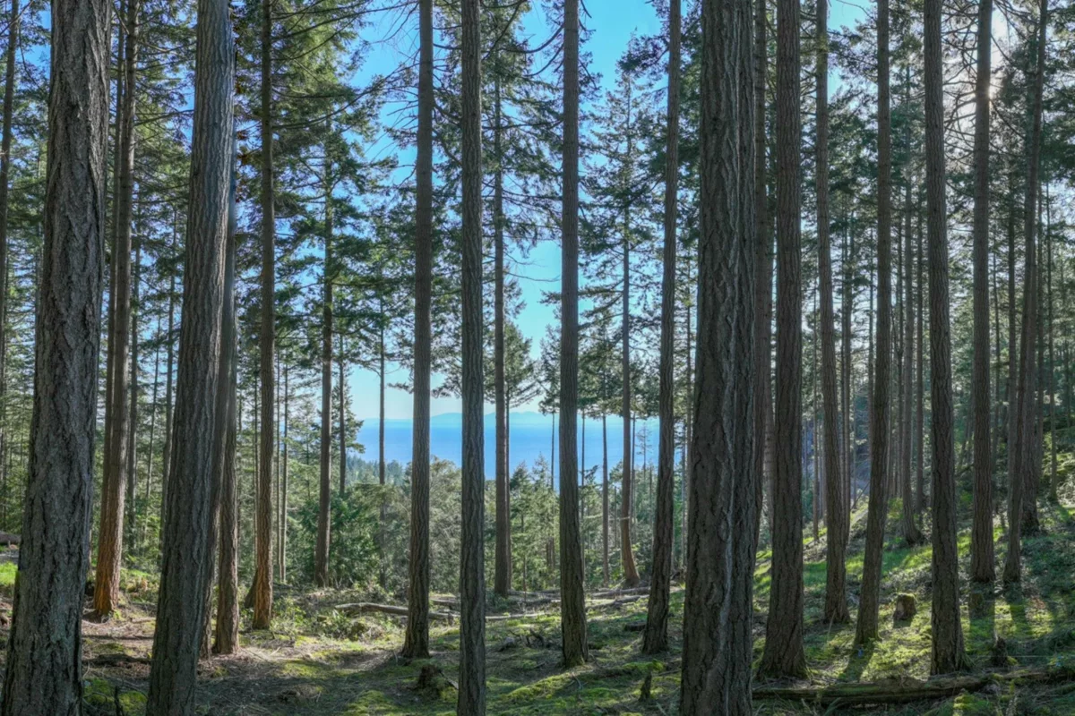 Family Room Photo of PH3 LOT8 Arbutus Ridge, Bowen Island, BC