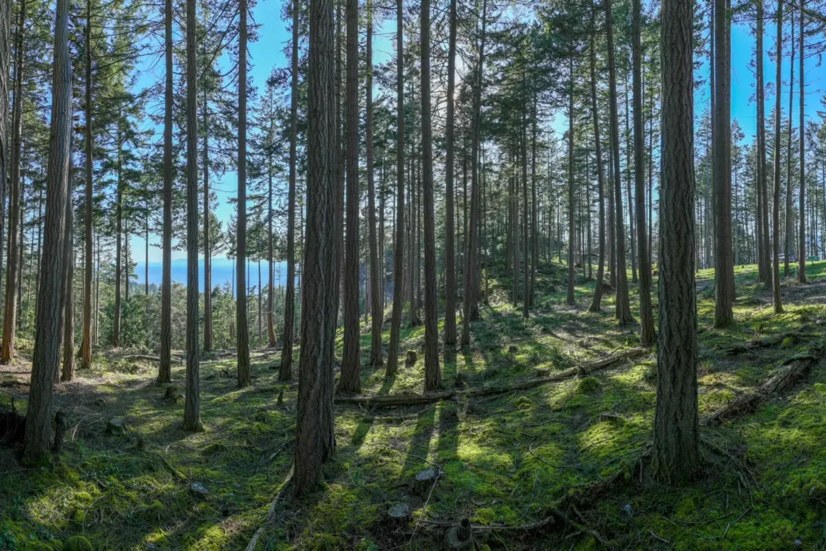 Living Room Photo of PH3 LOT8 Arbutus Ridge, Bowen Island, BC