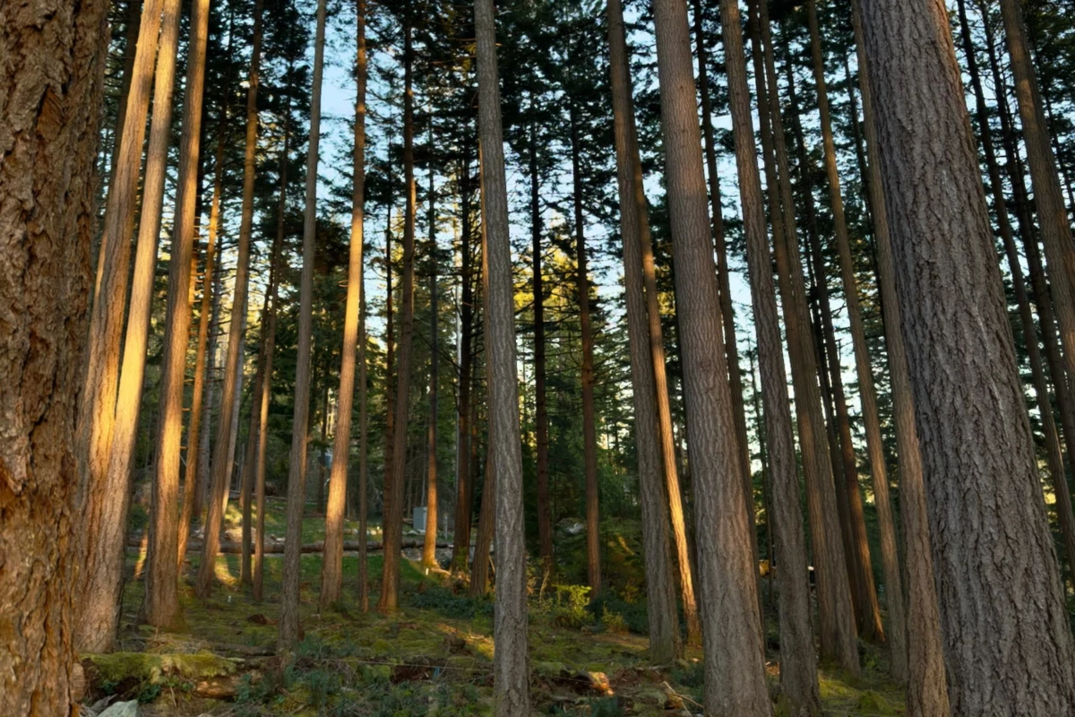 Primary Bedroom Photo of PH3 LOT8 Arbutus Ridge, Bowen Island, BC