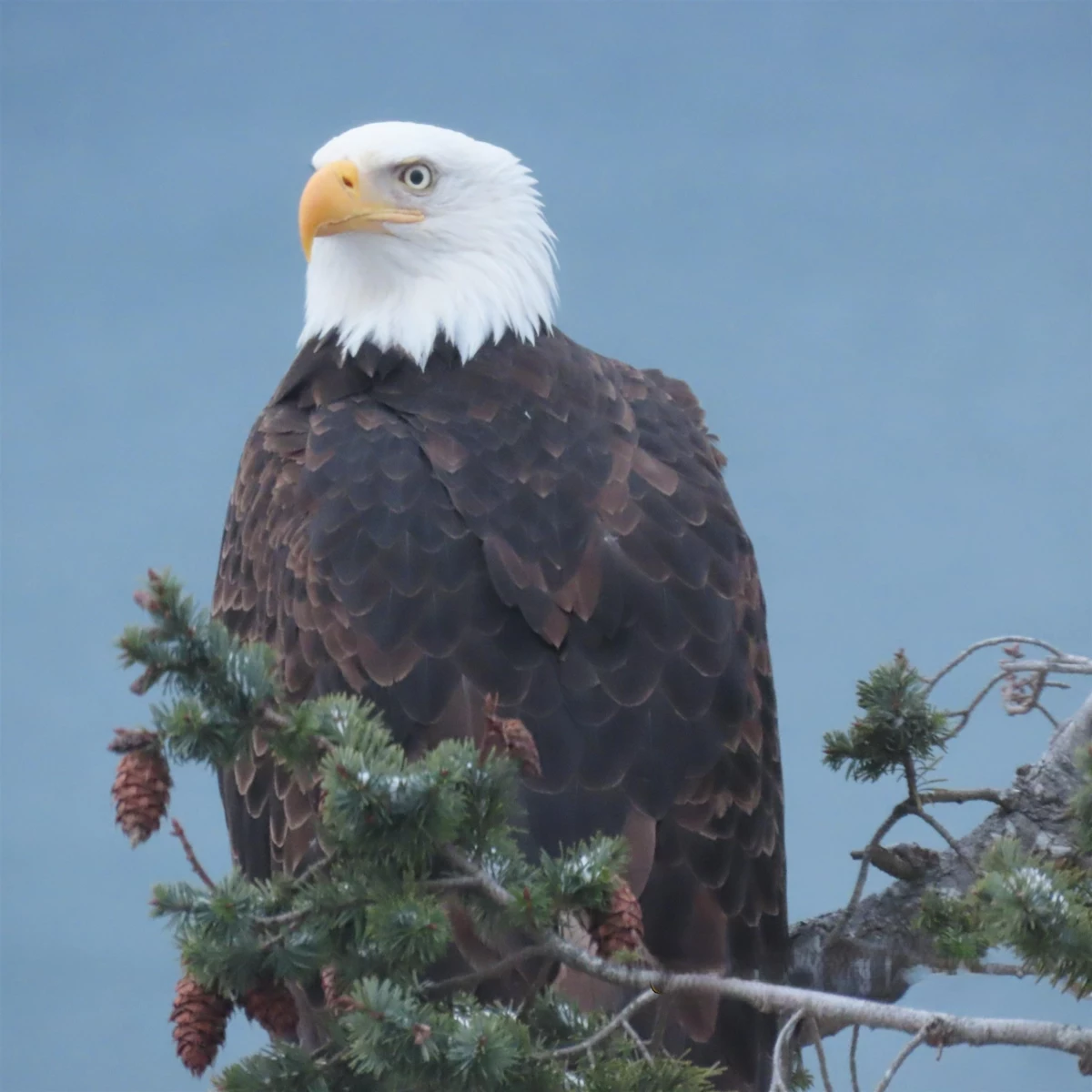 Breakfast Nook Photo of 37189 Schooner Way, Pender Island, BC