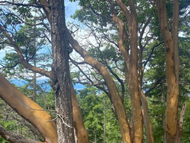 Lot 11 Bodega Beach Drive, Galiano Island, BC, Galiano Island — Land for sale