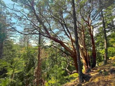 Lot 11 Bodega Beach Drive, Galiano Island, BC, Galiano Island — Land for sale