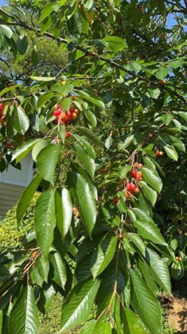 Powder Room Photo of 5565 Gilpin Street, Burnaby, BC