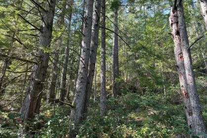 Garden / Landscaping Photo of Lot 19 Sakinaw Lake, Sechelt, BC