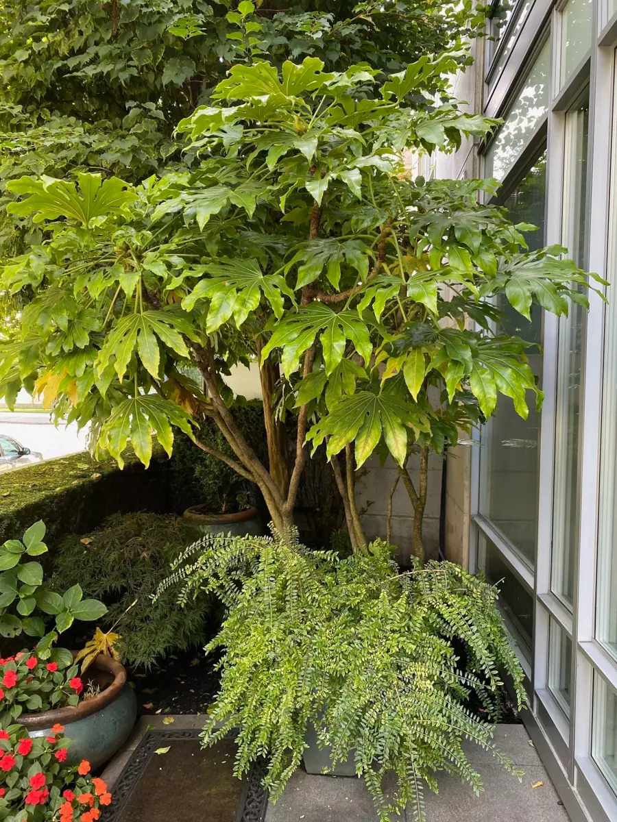 Aerial View of 410 Beach Crescent, Vancouver, BC