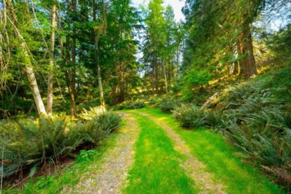 Living Room Photo of LOT B Hiker's Trail, Bowen Island, BC