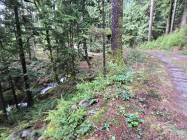 Pantry Photo of Lot 4 Williams Landing, Pitt Meadows, BC