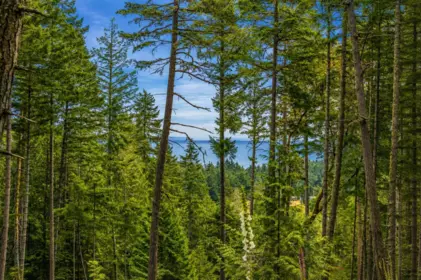 Pantry Photo of 2-861 Bluff Road, Galiano Island, BC
