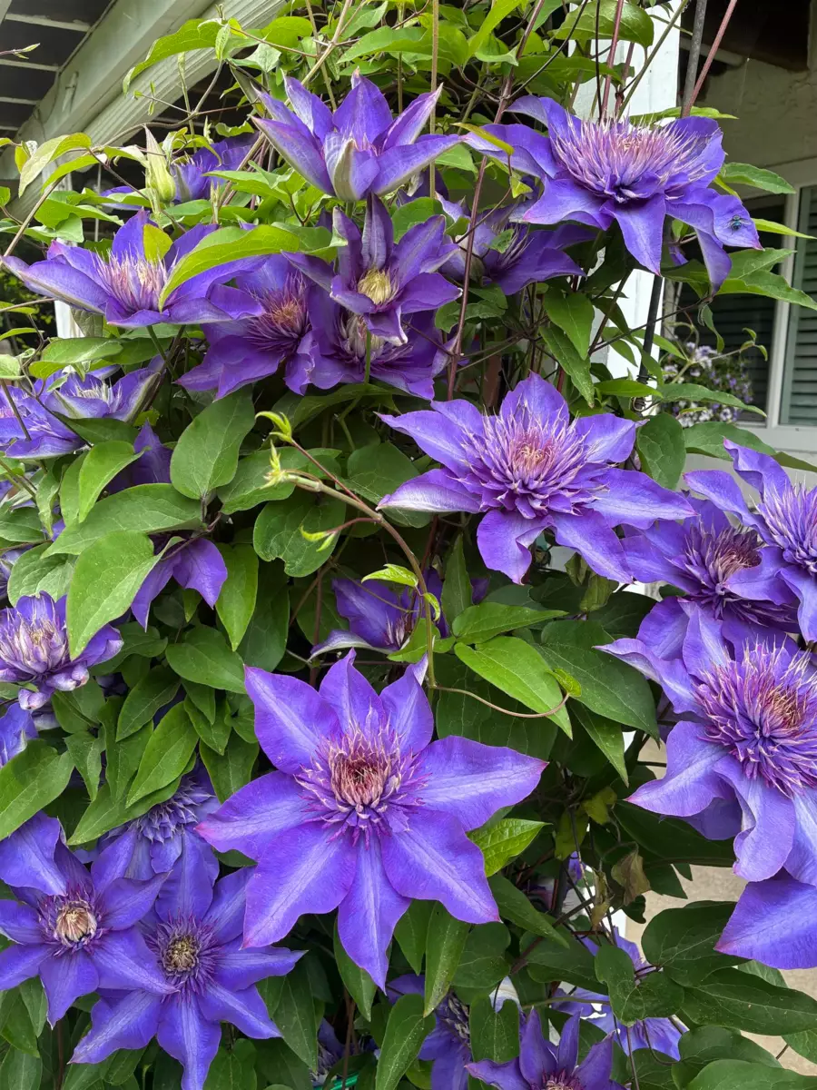 Aerial View of 46464 Brice Road, Chilliwack, BC