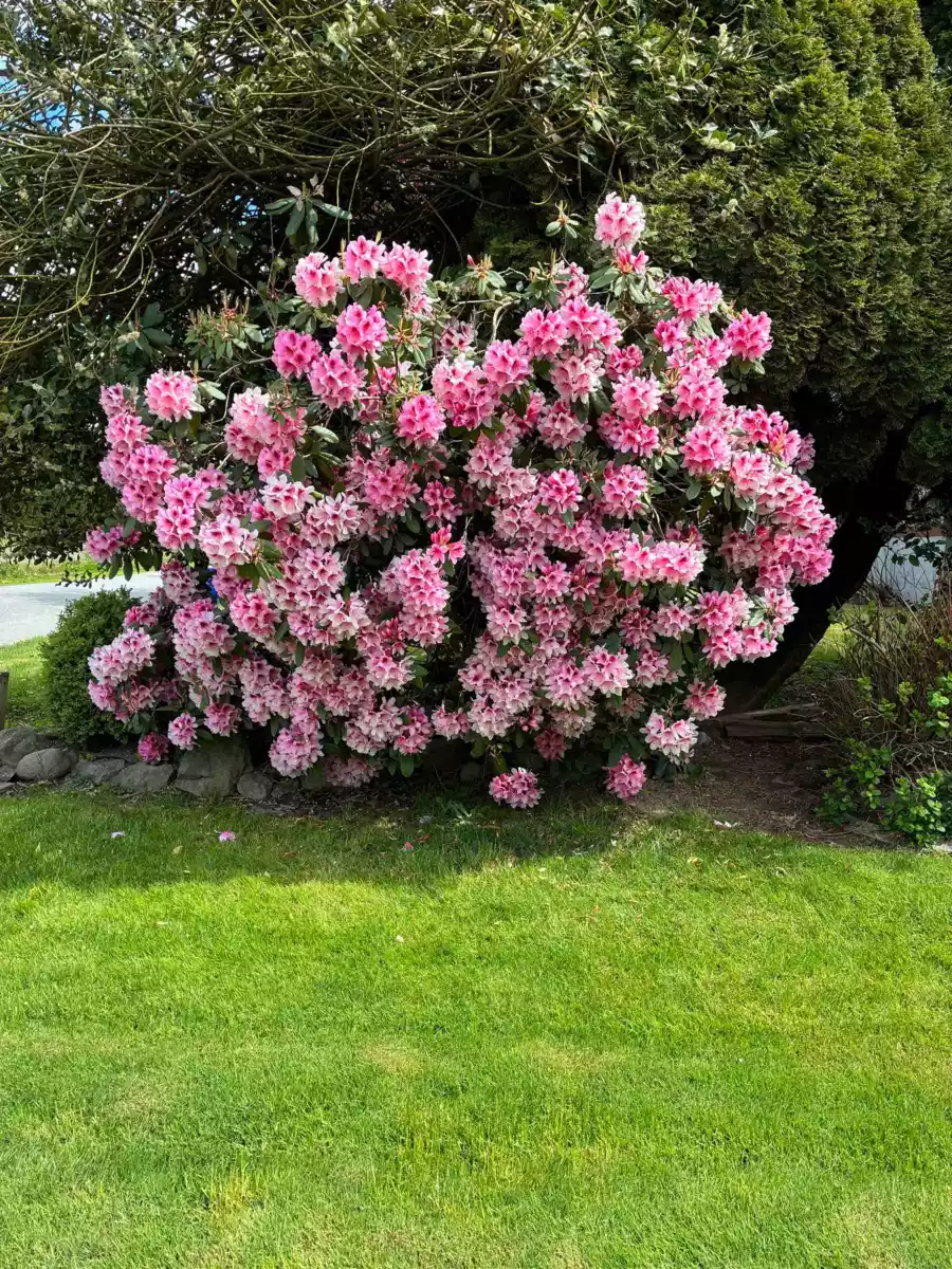 Swimming Pool Photo of 46464 Brice Road, Chilliwack, BC