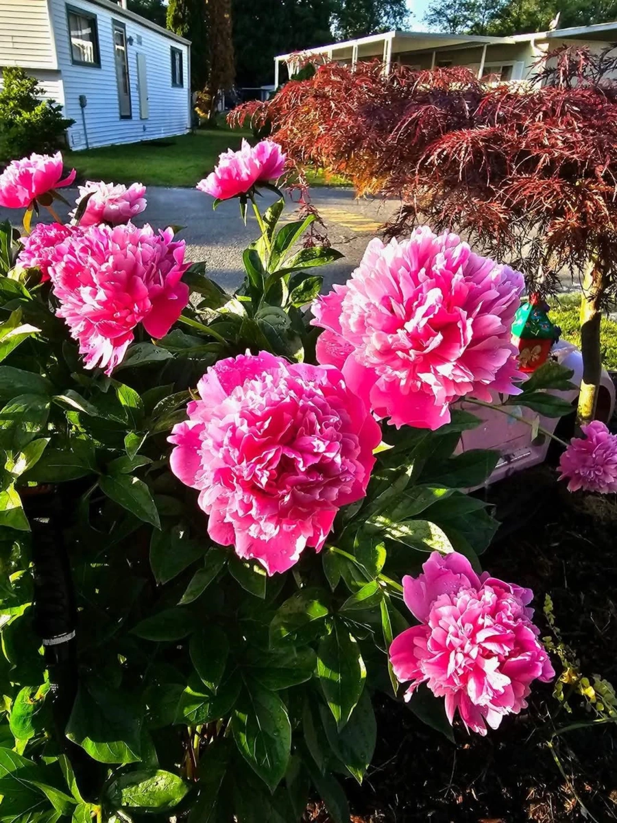 Street View Photo of 58 8220 King George Boulevard, Surrey, BC