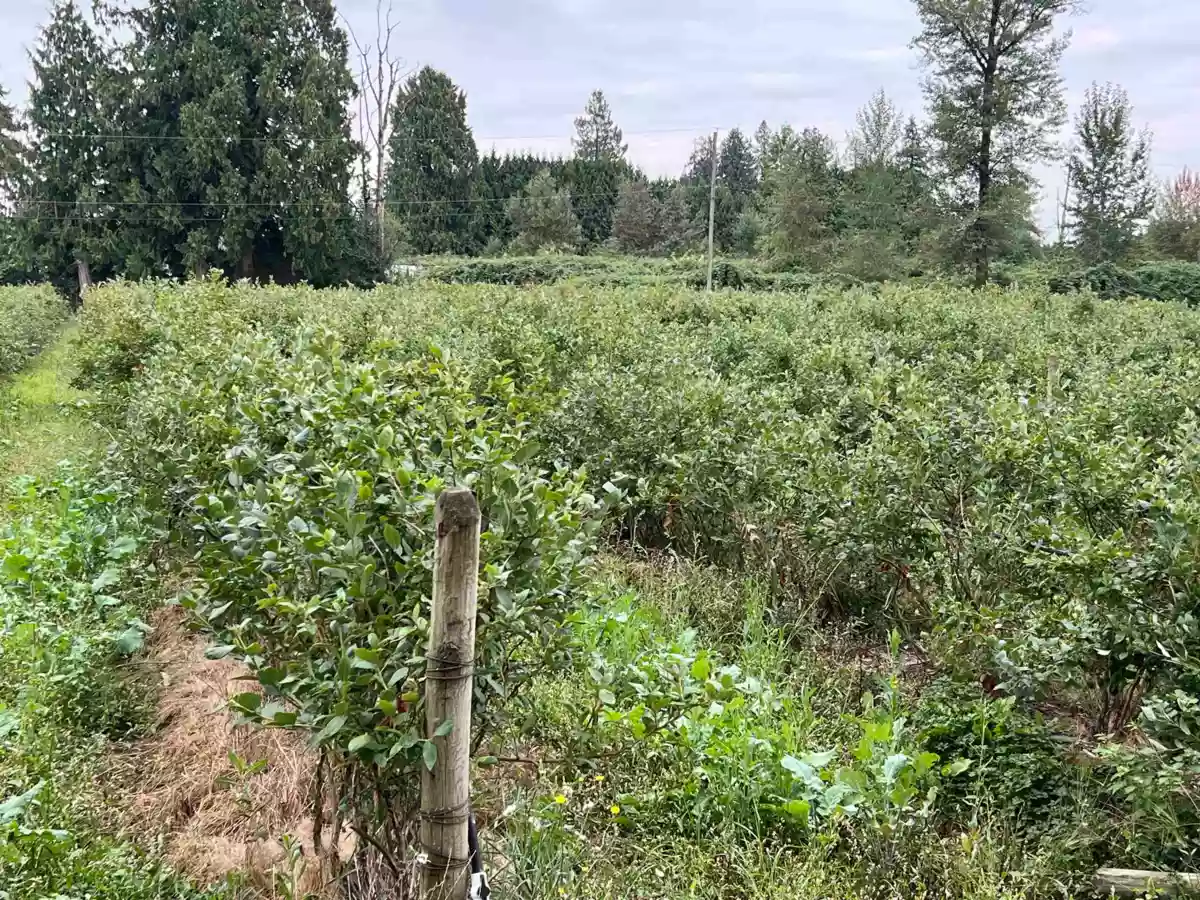 Kitchen Photo of 6863 Bradner Road, Abbotsford, BC