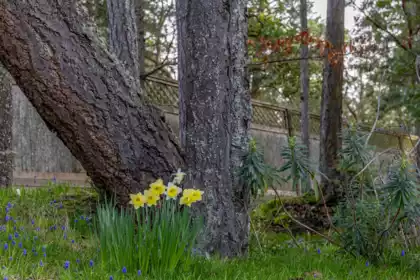 Neighborhood Park Photo Near 90 Gulf Drive, Galiano Island, BC