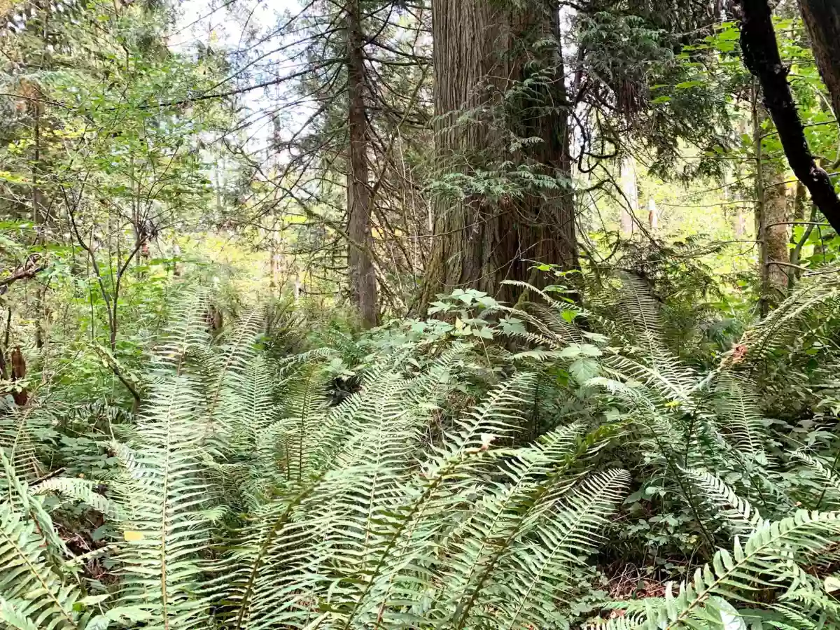 Bedroom 2 Photo of 29933 Anderson Avenue, Mission, BC