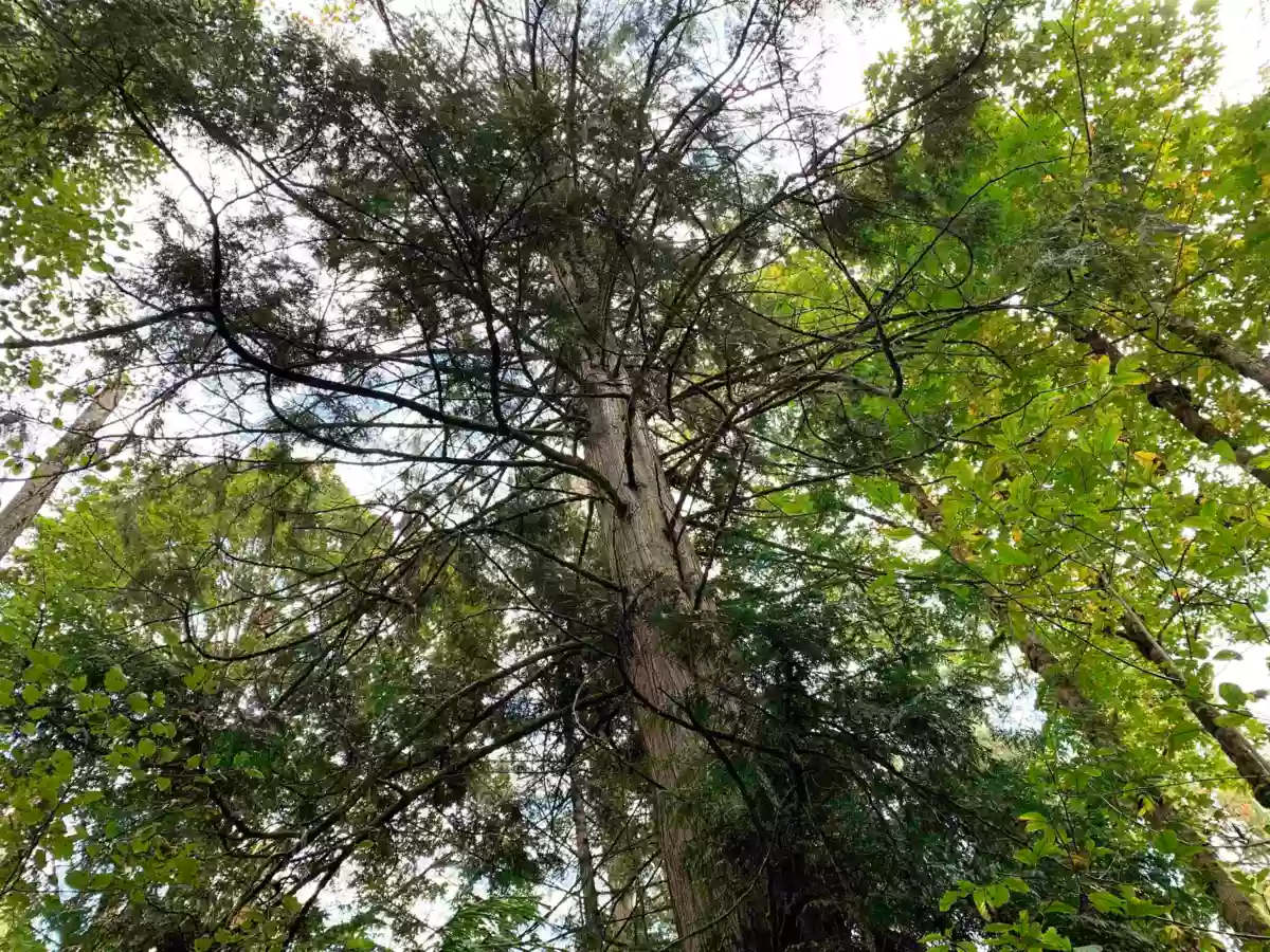 Bedroom 3 Photo of 29933 Anderson Avenue, Mission, BC