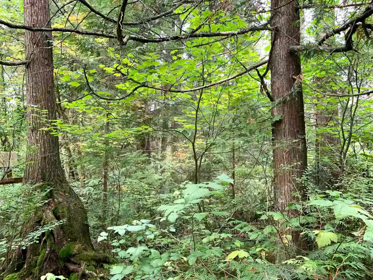 Walk-In Closet Photo of 29933 Anderson Avenue, Mission, BC