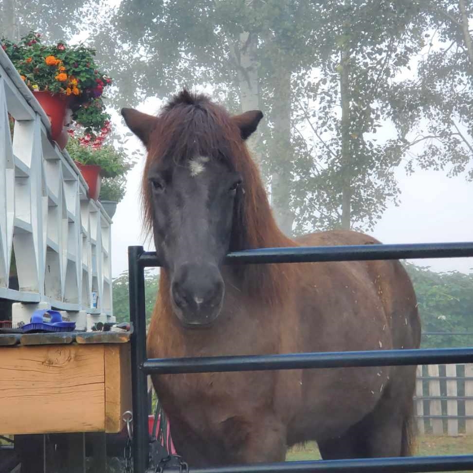Outdoor Kitchen Photo of 36113 Page Road, Abbotsford, BC