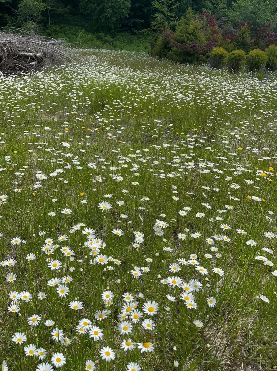 Office / Den Photo of 1153 Kosikar Road, Columbia Valley, BC