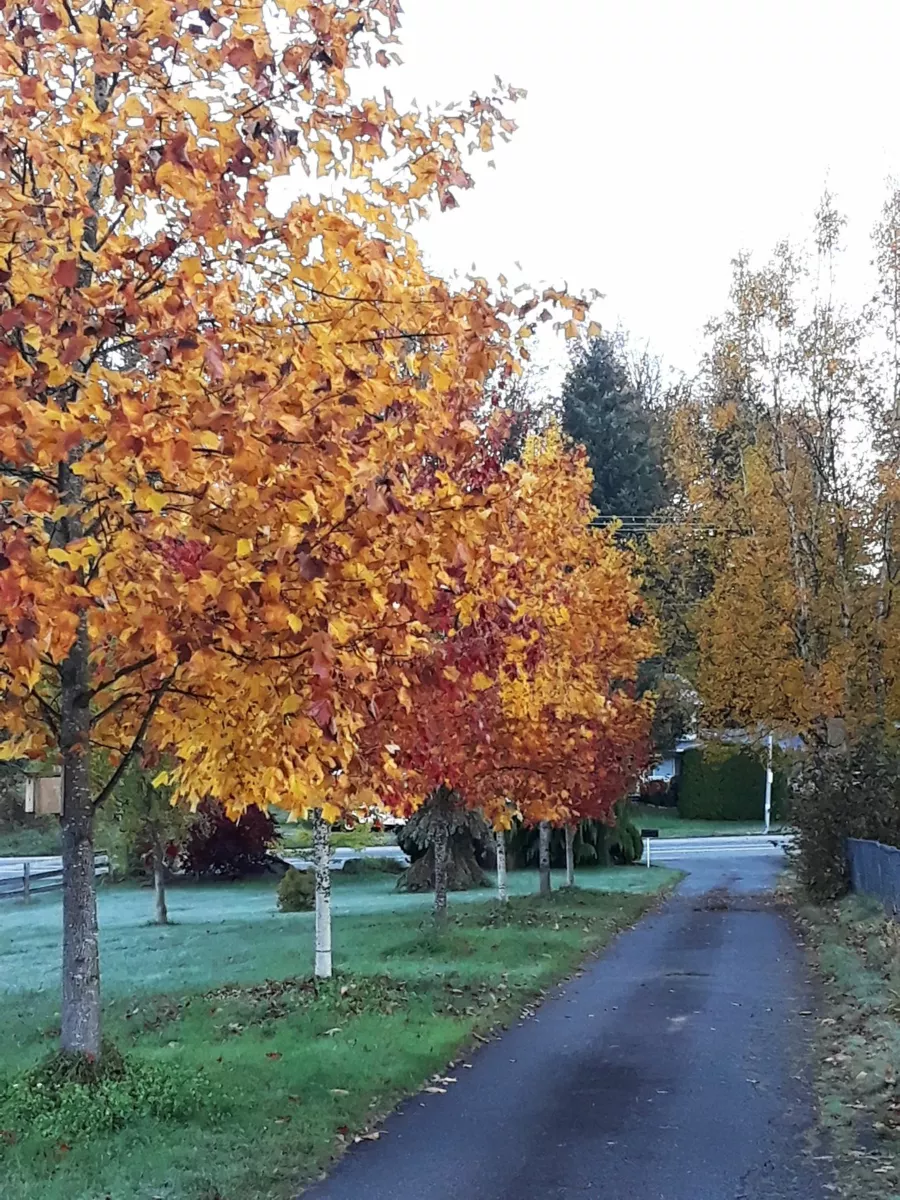 Playground / Recreational Area Near 3176 Old Clayburn Road, Abbotsford, BC